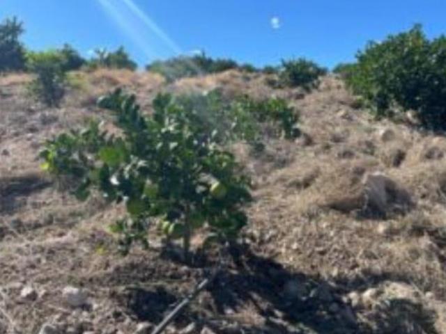 Rancho con huerta de Cítricos en Venta en Calvillo