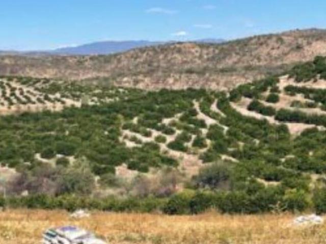 Rancho con huerta de Cítricos en Venta en Calvillo