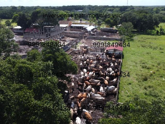 Rancho en venta en Sucilá, Yucatán