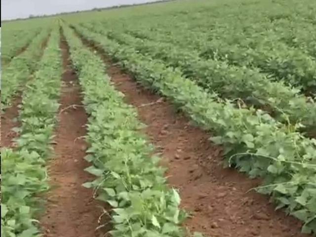 Rancho en venta en Villa De Cos, Zacatecas