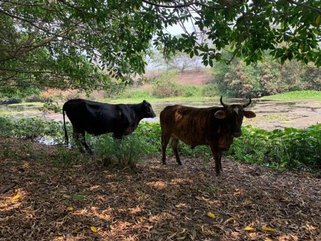 Rancho en venta en Soledad De Doblado, Veracruz