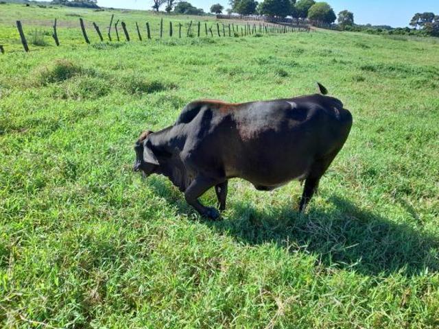 Rancho en venta en Jonuta, Tabasco