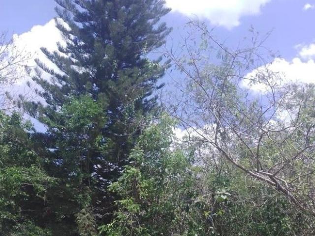 Rancho en venta en Cenotillo, Yucatán