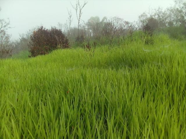 Rancho en venta en Balancán, Tabasco