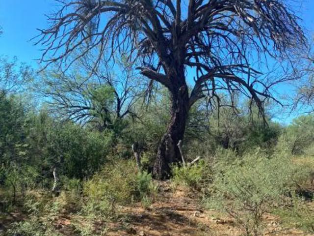 Terreno en venta en Lampazos De Naranjo, Nuevo León