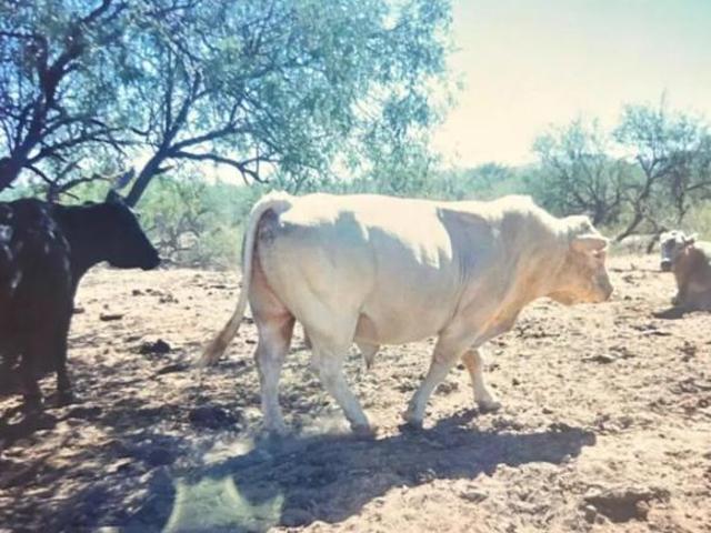 Terreno en venta en Lampazos De Naranjo, Nuevo León