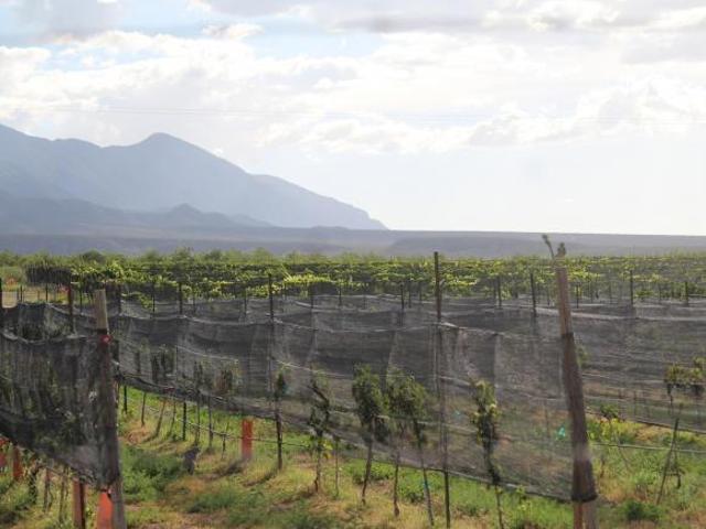 Rancho en producción en Parras