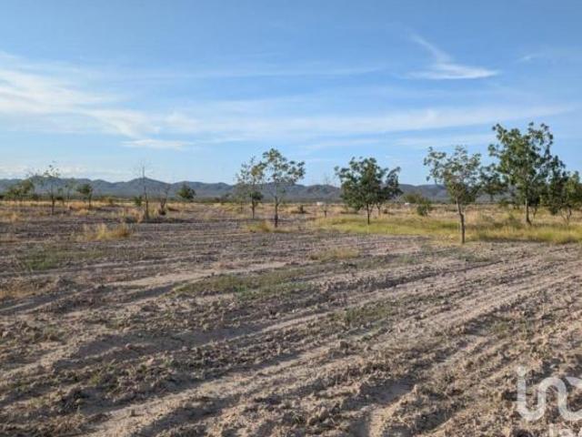 Rancho en producción en Parras