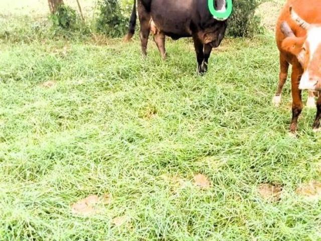 Rancho en Tepetzintla a 47 Km de Tuxpam, Veracruz