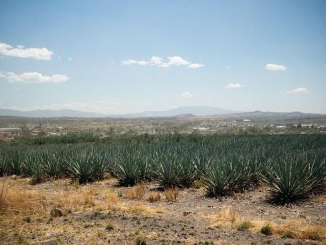 Rancho en venta en Zapotlanejo, Jalisco