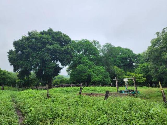 Rancho en venta en Soledad De Doblado, Veracruz