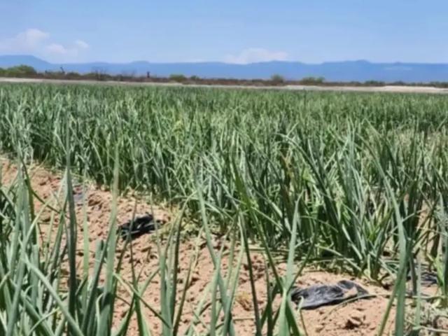 Terreno en venta en Monclova, Coahuila