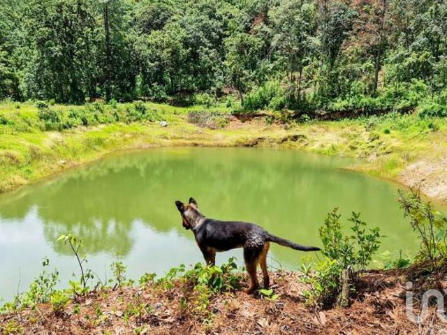 RANCHO en VENTA en COATEPEC de las HARINAS