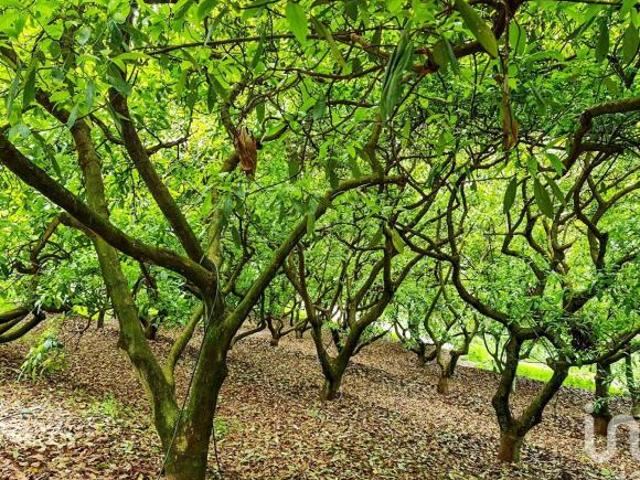 RANCHO en VENTA en COATEPEC de las HARINAS