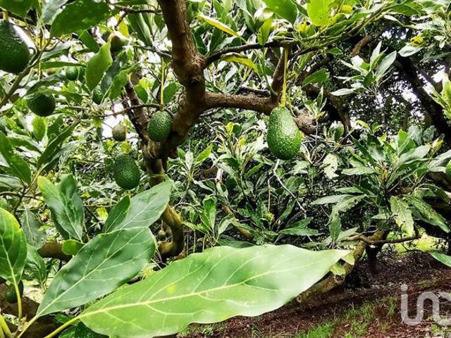 RANCHO en VENTA en COATEPEC de las HARINAS