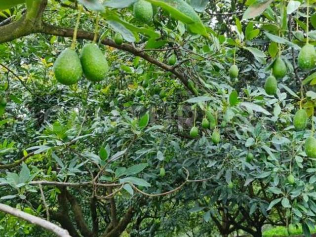 Rancho en venta en Coatepec de las Harinas, Estado de México