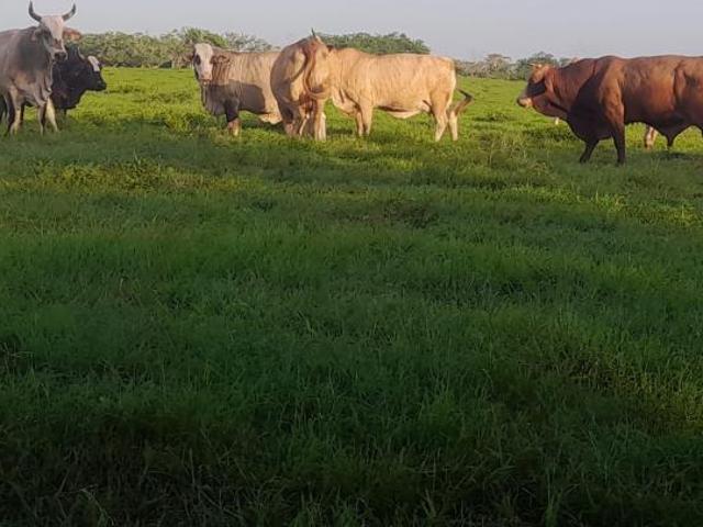 Rancho en Venta en Isla Juan A. Ramirez a PRECIO DE OPORTUNIDAD!