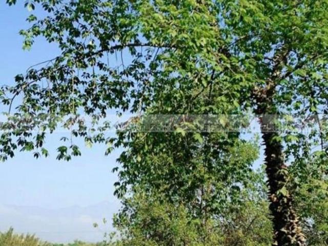 Rancho en venta en Piedra De Fierro