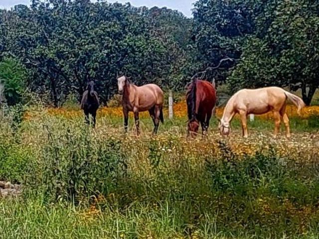 Rancho en venta en Ameca, Jalisco