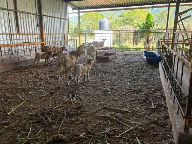 Rancho en venta en San Juan de Abajo, Bahía de Banderas
