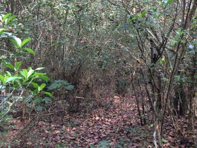 RANCHO EN VENTA EN TAMIAHUA, VERACRUZ