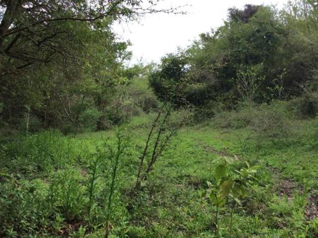 RANCHO EN VENTA EN TAMIAHUA, VERACRUZ