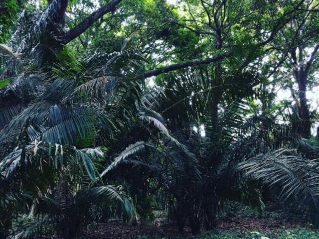 Rancho en venta en Tuxpan, Veracruz