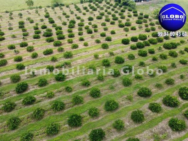 Rancho en venta, ganadero y agrícola. 78 hectáreas, zona alta no inundable, a 30 kms de Huimanguillo
