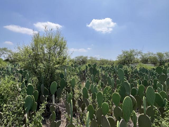 Rancho en venta en Allende, Nuevo León