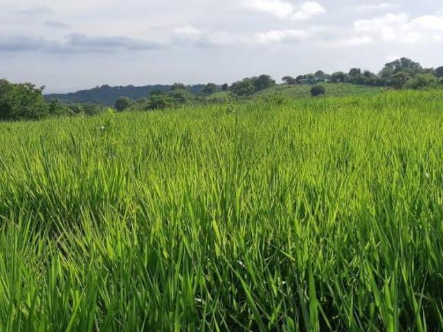 RANCHO EN VENTA UBICADO EN LA NORIA, TEMPOAL VERACRUZ, INF. 833 477 1120