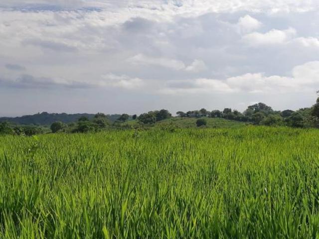 RANCHO EN VENTA UBICADO EN LA NORIA, TEMPOAL VERACRUZ, INF. 833 477 1120