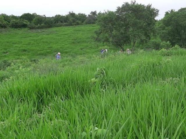 RANCHO EN VENTA UBICADO EN LA NORIA, TEMPOAL VERACRUZ, INF. 833 477 1120