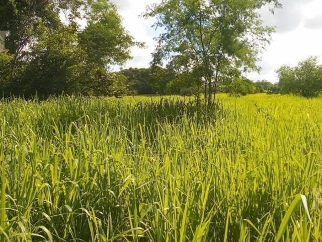 Rancho en venta en Tampico Alto, Veracruz