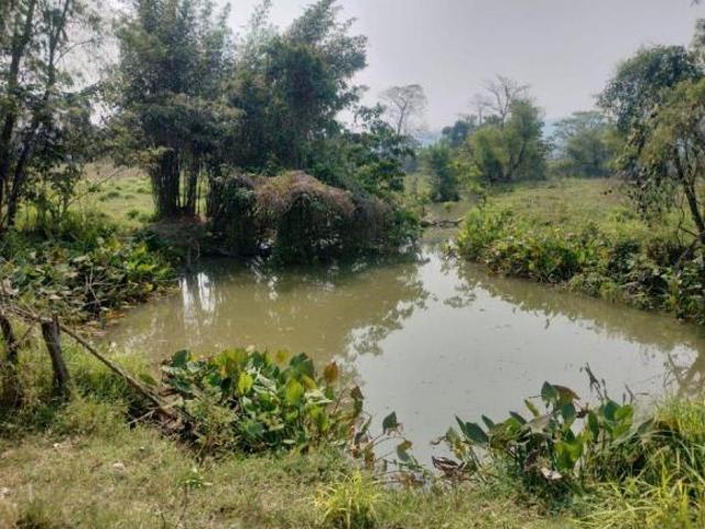 Rancho ganadero en venta, 250 hectáreas, Ría. Caparroso en Macuspana, Tabasco
