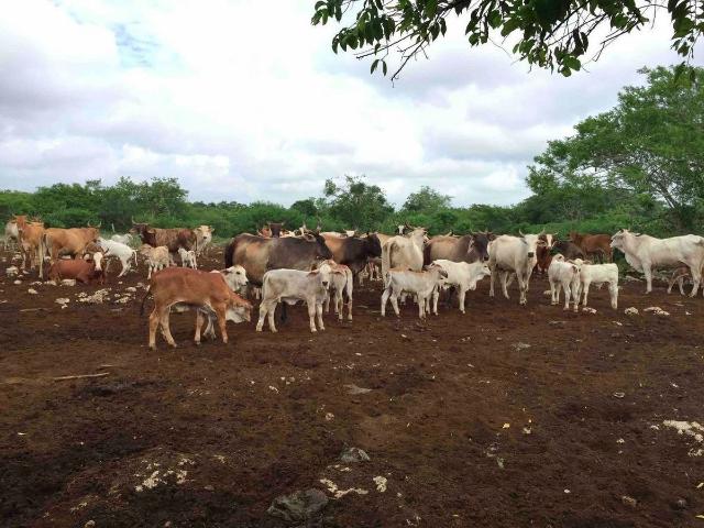 Rancho en venta en Panabá, Yucatán