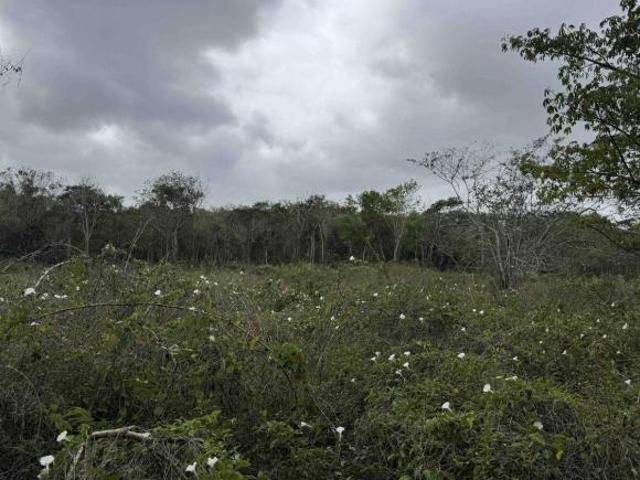 RANCHO GANADERO y AGRÍCOLA EN CAMPECHE