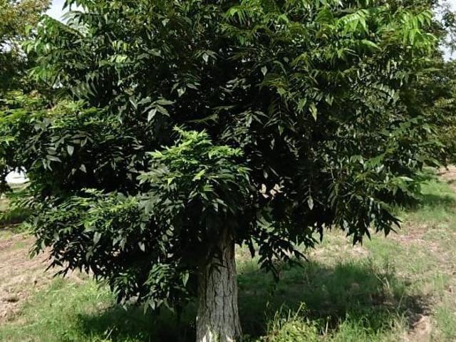 Rancho en venta en Benito Juárez, Quintana Roo