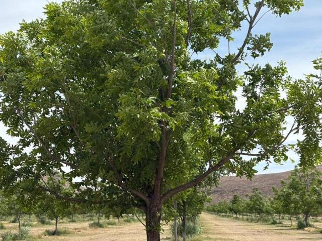 Departamento en venta en Rosales, Chihuahua