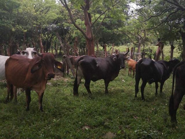 Rancho en venta en Martínez De La Torre, Veracruz