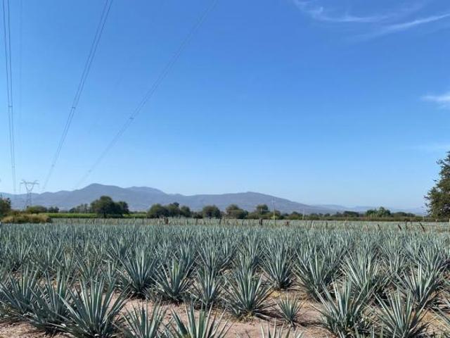 RANCHO PRODUCTOR DE AGAVE EN ZACOALCO DE TORRES
