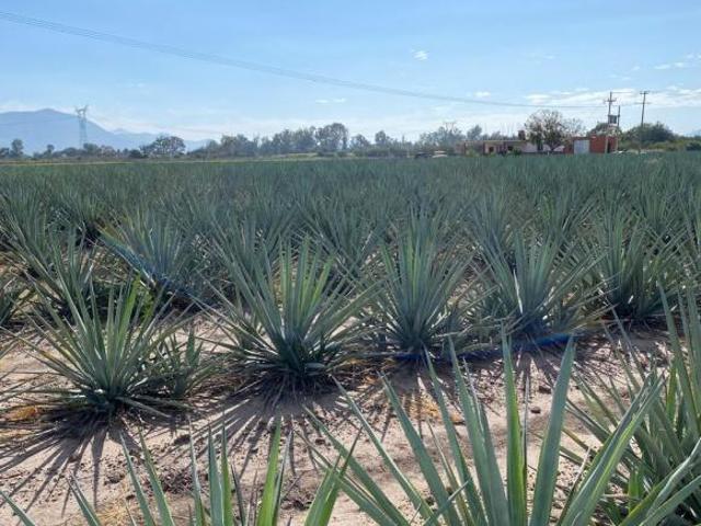 RANCHO PRODUCTOR DE AGAVE EN ZACOALCO DE TORRES