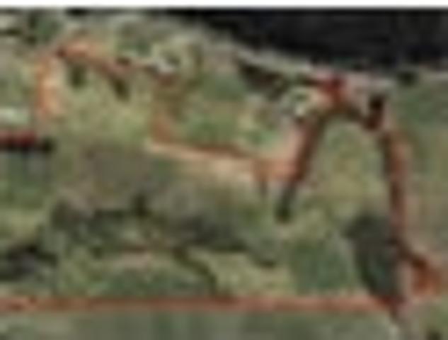 Land for sale in Kawau Island