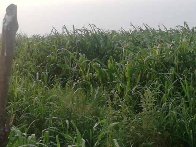 Rancho y Terreno de 8 hectáreas con Títulos