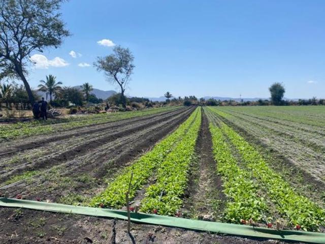 RANCHO/TERRENOS EN AYALA, MORELOS. CUAUTLA. CON POZOS DE AGUA