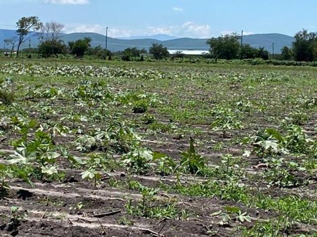RANCHO/TERRENOS EN AYALA, MORELOS. CUAUTLA. CON POZOS DE AGUA