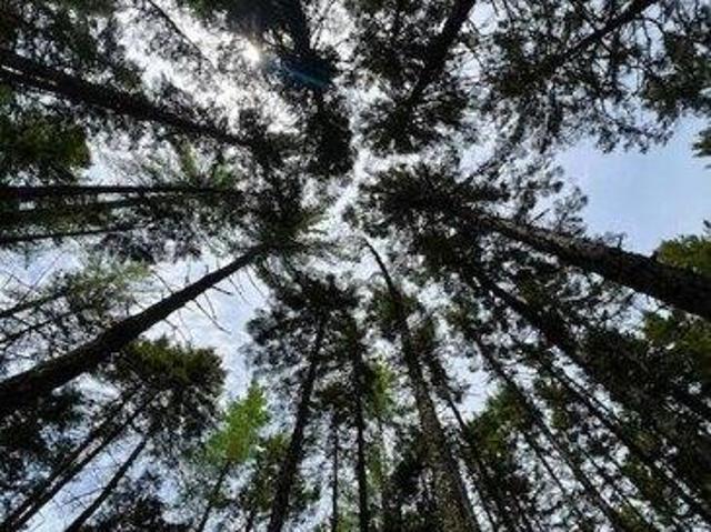 Land for sale in Rangeley, Maine