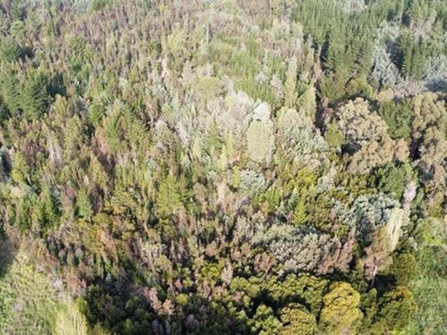 Ránquil, San Ignacio de Palomares