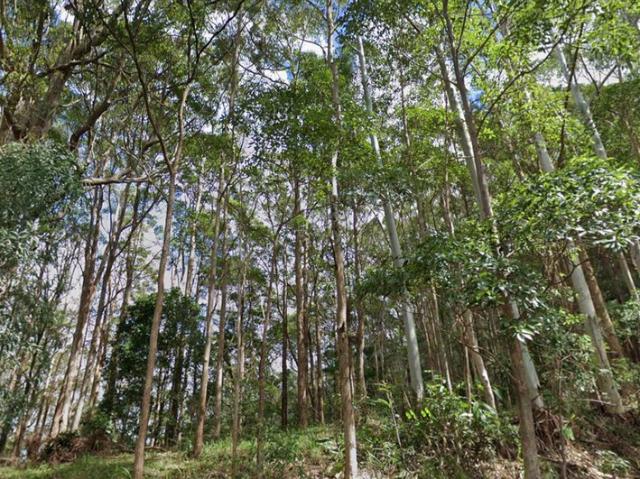 Land for sale in Tamborine Mountain, Queensland