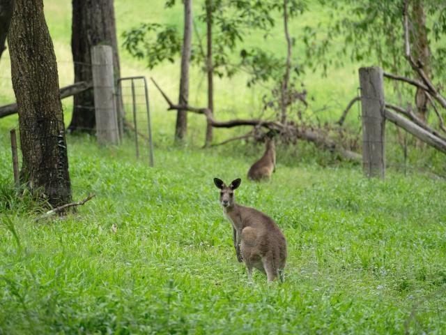 Property for sale in Kings Creek, Queensland