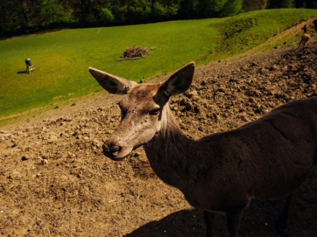 Landwirtschaft kaufen in Eichberg-Trautenburg, Steiermark